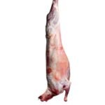 Agneau Espagnol DISPONIBLE
